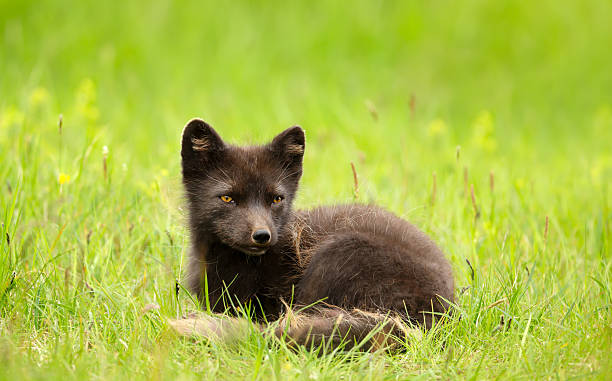 istock Arctic fox female lying in a meadow 2207368992