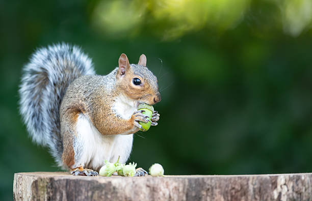 istock Grey squirrel eating green acorn on a tree stump in autumn 2207369149