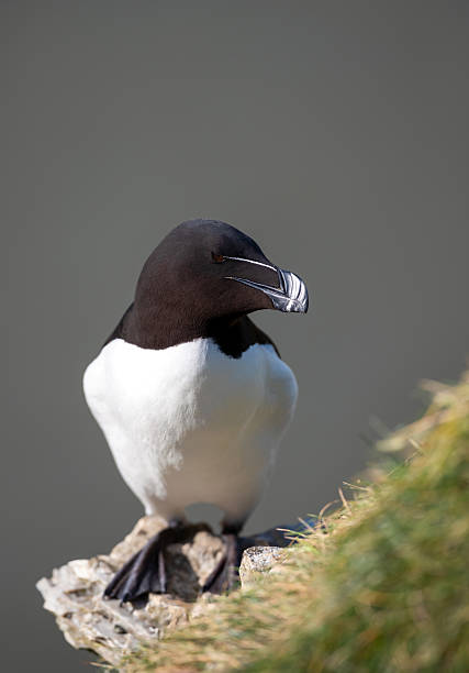 istock Portrait of a Razorbill perched on a sea cliff 2207369161