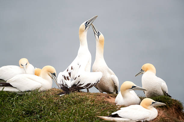 istock Northern gannets bonding behaviour on a sea cliff 2207369165