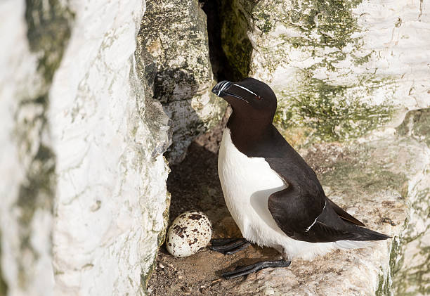 istock Razorbill nesting and protecting its egg on a sea cliff 2207369198