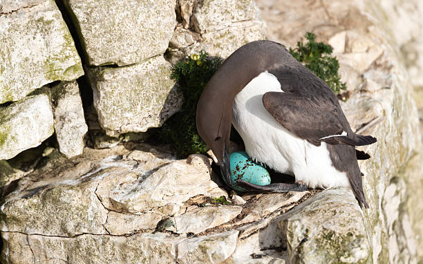 Common guillemot nesting and protecting its egg on a sea cliff