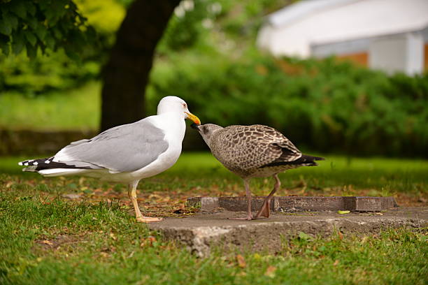Two gulls (Larus argentatus), one adult and one juvenile, feeding on the ground near a water source. The background features trees and a blurred structure, captured from a low side angle.