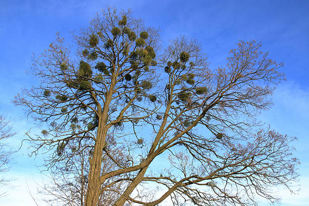 istock A tall, bare tree with mistletoe clumps against a clear blue sky. A striking  composition capturing the contrast of nature’s resilience and adaptation. 2207371267