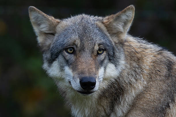 istock Portrait of grey wolf in the forest 2207372211