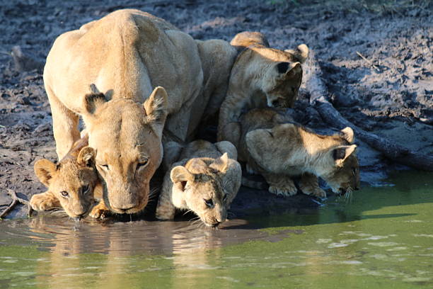 istock Lioness and cubs at waterhole in Bush 2207372266