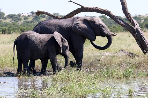 istock Mother and Young Elephant at Watering Hole 2207372267