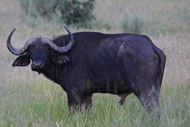 istock Cape Buffalo standing in the Bush Grass 2207372295