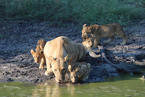 istock Lion and her Cubs Drinking from Waterhole 2207372303