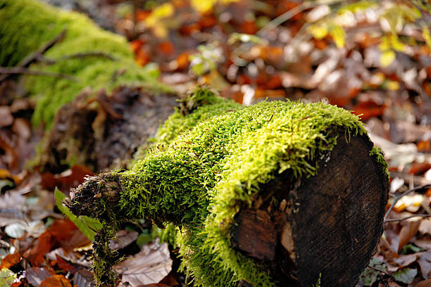 old tree trunk covered with dewdrops of moss with blurred background in autumn