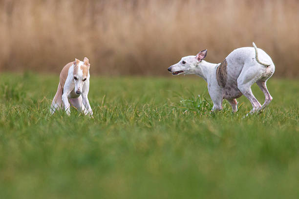 Funny dog.