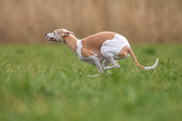 istock Whippets are cute and funny and can run very well 2207373320
