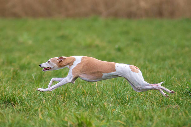 istock Whippets are cute and funny and can run very well 2207373337