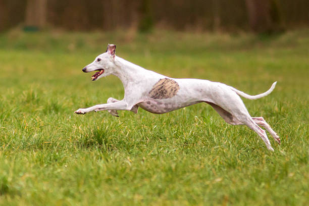 istock Whippets are cute and funny and can run very well 2207373345