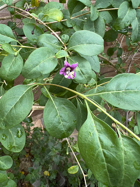 istock Lycium barbarum shrub in bloom 2207374356