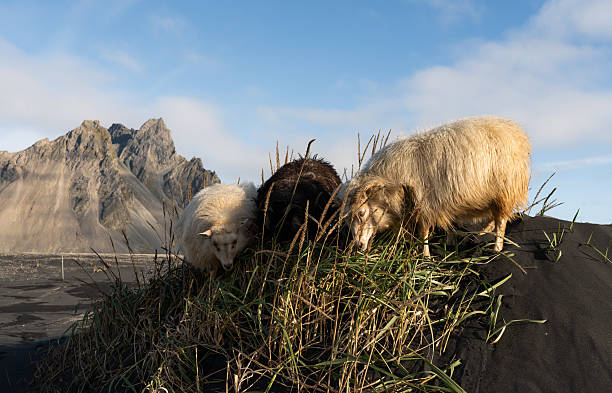 Icelandic sheep grazing on a tuft of grass growing on a black sand beach, with a characteristic icelandic mountain in the background
