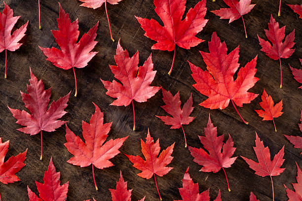 istock Red maple leaves on black autumn background. 2207375425