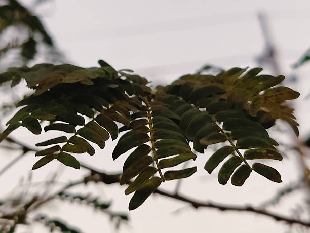 spring green leaves on a tree branch over sunny bokeh background close-up.Blurred space for your text.