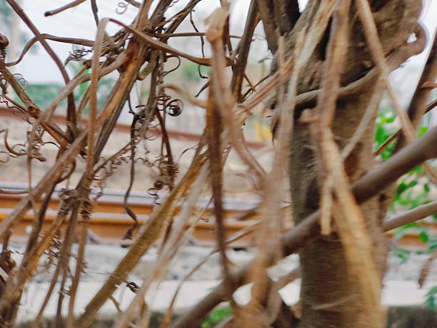 Spring dry leaves on a tree branch over a sunny bokeh background close-up.Blurred space for your text..