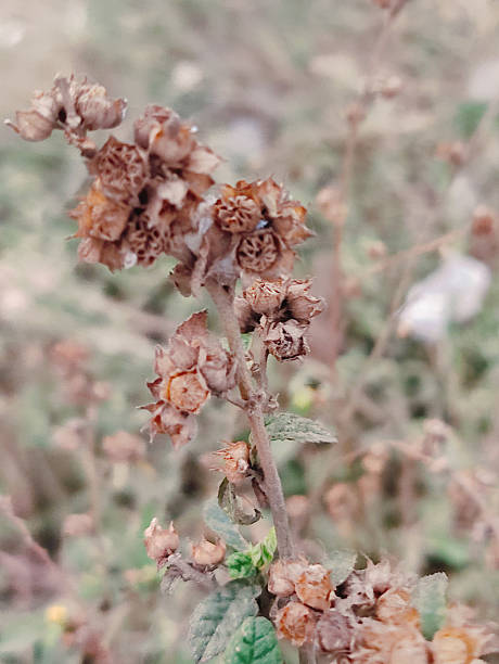 istock autumn leaves, fall season flora 2207376427