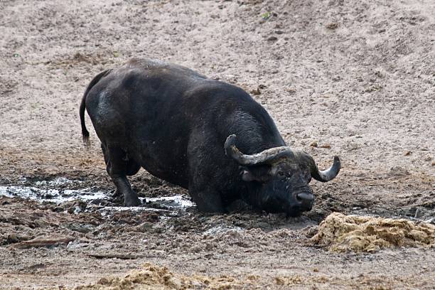 African Buffalo rolling in the Mud