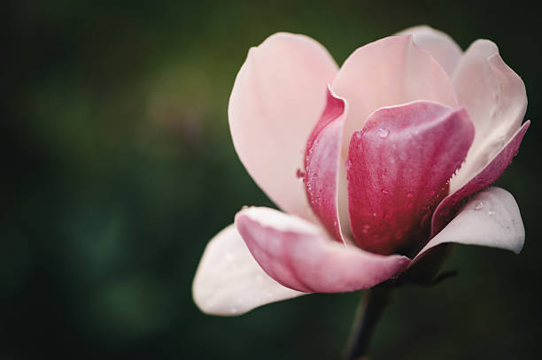 Magnolia blossom close up photo. Spring background.