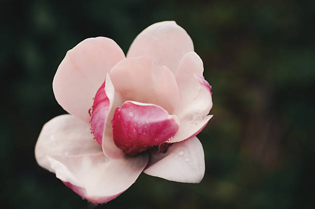 Beautiful springtime