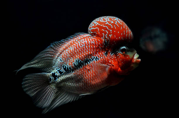istock Beautiful and colorful Flowerhorn fish 2207377592