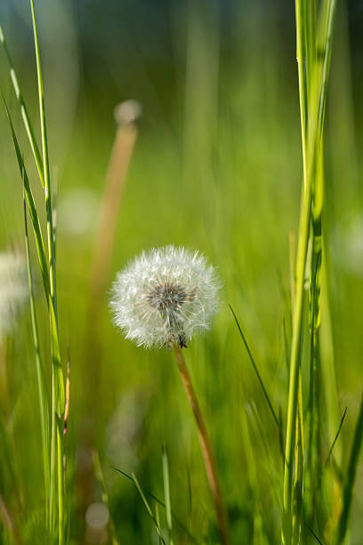istock End of season w daffodils. 2207379069