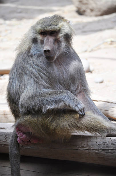 istock Baboon monkey lives in central Africa 2207379134