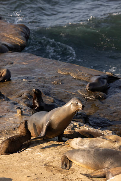 istock La Jolla San Diego Seals on Beach 2207379896