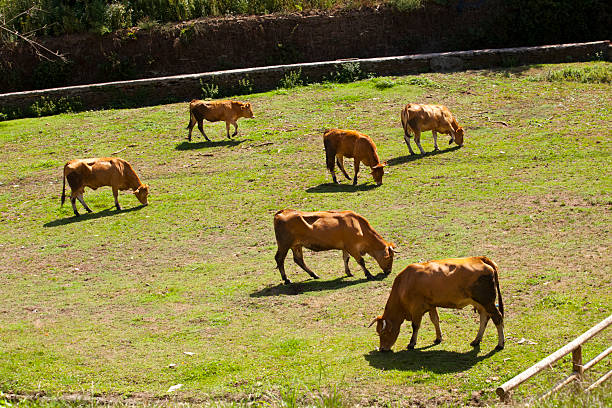 Group of cows and calves standing, walking  and grazing on sunny green meadow, blonde ,rubia galega breed. Galicia, Spain.