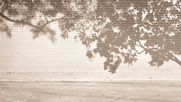 Tree branches shade and shadow in gray color on the ground