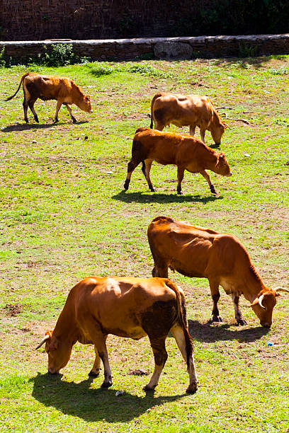 High angle view of group of cows and calves standing, walking  and grazing on sunny green meadow, blonde ,rubia galega breed. Galicia, Spain.
