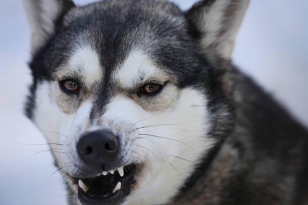 istock Portrait of siberian husky 2207380942