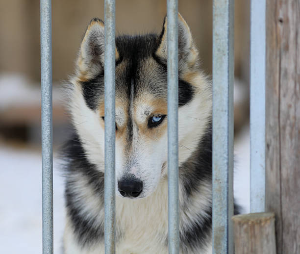istock Portrait of siberian husky 2207380981