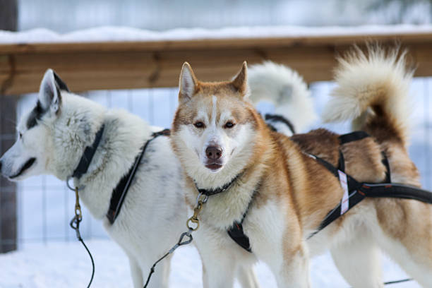 Sled dog by its kennel during the winter of Tromso