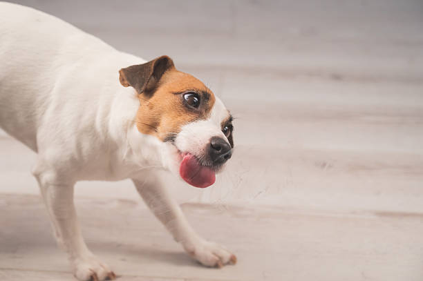 istock Jack Russell Terrier Dog Licking Glass. 2207381926
