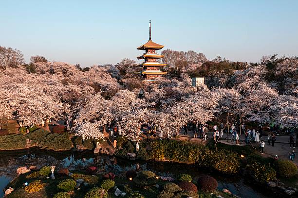 istock Japanese pagoda amidst cherry blossoms 2207382014