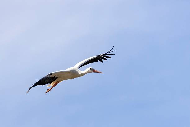 istock White stork (Ciconia ciconia) in flight, captured up close with a delicate blue and white sky. Parque Ornitológico de Arrocampo, Extremadura, Spain. A striking nature moment 2207382862