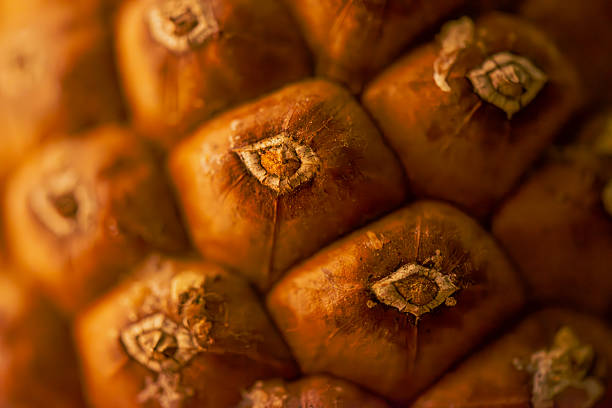 A detailed macro photo reveals the intricate beauty of a pine cone, showcasing its natural textures and patterns.