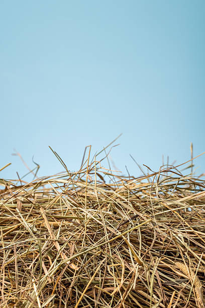 Close-up of dried hay on a blue sky background. Space for copy.