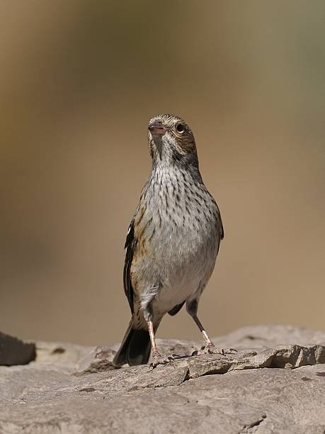 A female Mourning Sierra Finch perches on a rocky boulder