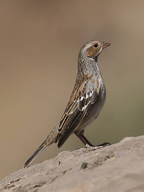 istock A female Mourning Sierra Finch perches on a rocky boulder 2207387821