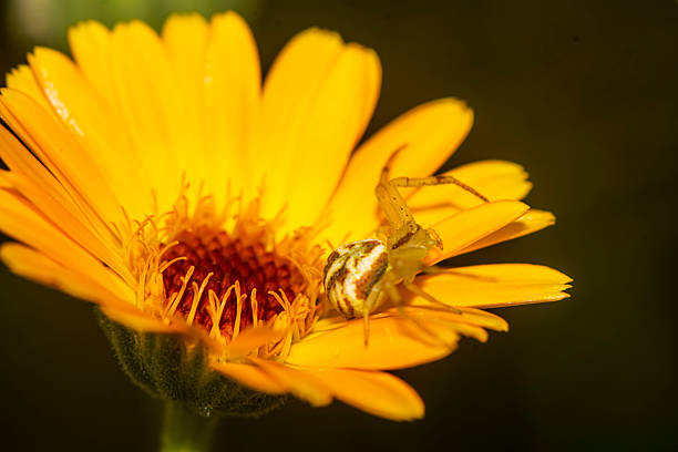 Spider on a yellow flower
