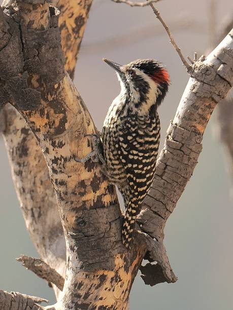 istock A Striped Woodpecker in a small tree in central Chile 2207387877