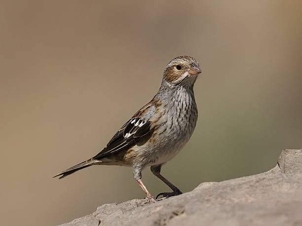 istock A female Mourning Sierra Finch perches on a rocky boulder 2207387973