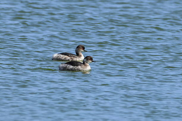 istock Pair of black-necked grebe swimming 2207388448