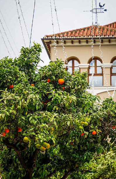 istock Orange tree in a spanish city 2207388519