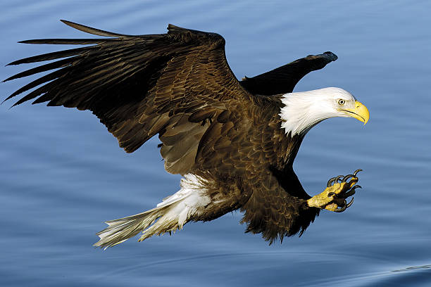 istock Bald eagle fishing in Alaska 2207388543